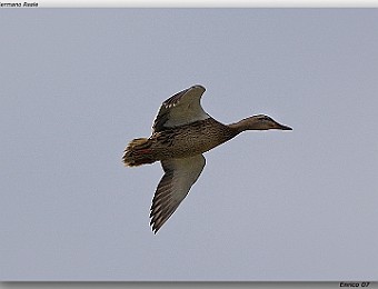 Animali 032